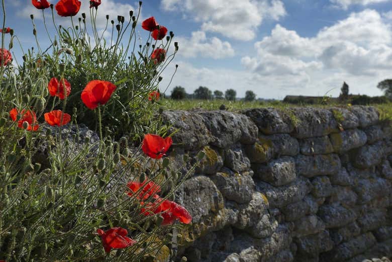 Poppies growing out of old trenches