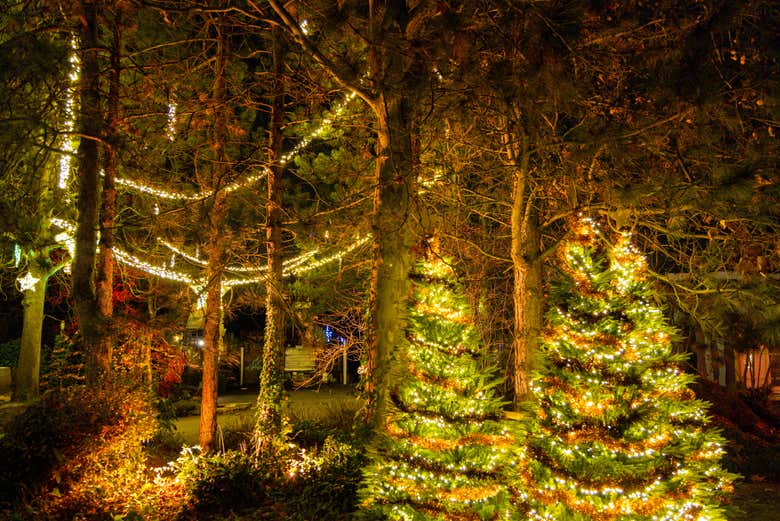 Walk through a festive forest